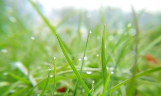 天街小雨润如酥的意思 天街小雨润如酥意思介绍
