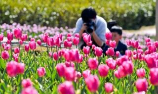 新余市花是什么 新余的市花是哪种