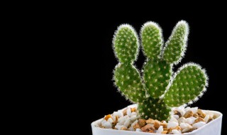 镇宅辟邪的盆栽植物 盘点十大镇宅辟邪的植物