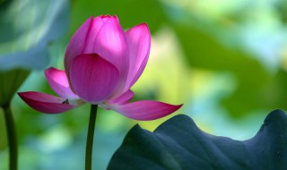 无穷碧和别样红相关的诗句 关于无穷碧和别样红的诗句