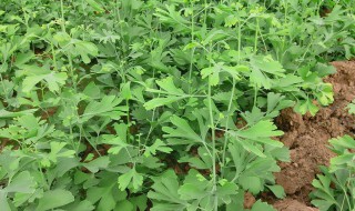 银杏树苗什么时候移种比较好 银杏树苗移种的最佳时间