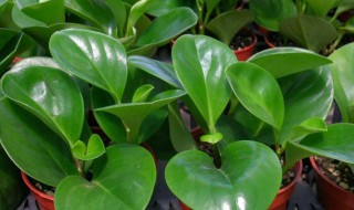 荷叶椒草养殖时需要注意什么 荷叶椒草如何养殖