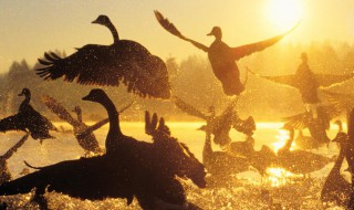 动物迁徙原因 一起来了解一下