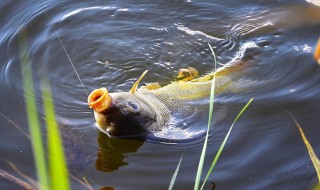 大鲤鱼怎么钓 实用钓鲤鱼技巧