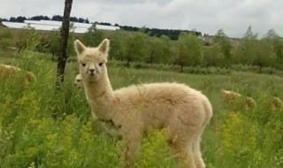 羊驼公母怎么分 一招就能分辨