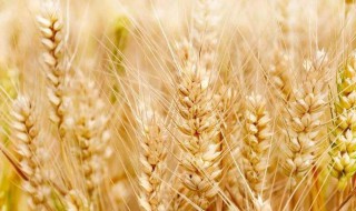 种小麦用二胺好吗？ 大家可以了解一下