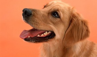 狗吃了鱼刺不吃东西怎么办 大家可以了解一下