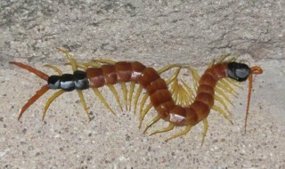 梦见蜈蚣咬自己 这代表着什么