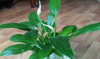 白掌如何修根 手把手教你修根