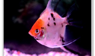 新买小燕鱼怎样防肠炎 你知道吗