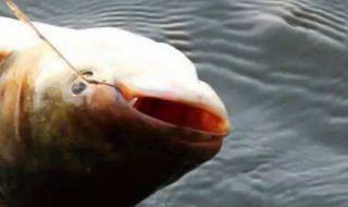 中秋钓鲢鳙技巧 钓鲢鳙