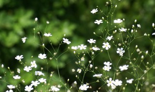 满天星不能晒太阳吗 养殖注意事项有哪些