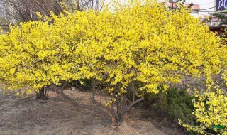 连翘怎么扦插 园艺师教你轻松栽培