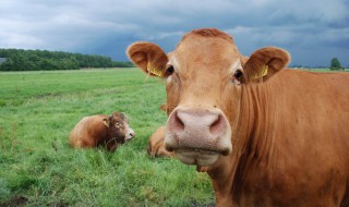 养50头牛国家补贴多少 每个地方都一样吗