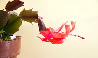 蟹爪兰怎样快速开花 如何让蟹爪兰快速开花