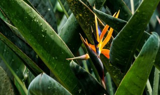 鹤望兰的栽培技术 需要注意这些方面