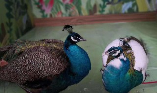 孔雀锦鸡是伙伴是啥意思 孔雀和锦鸡是伙伴