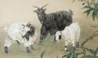 家里三个属羊的好不好 一起了解一下