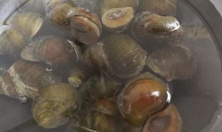 田螺可以和什么一起养 大家可以了解一下