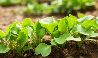 萝卜能追用复合肥吗 萝卜应怎样施肥才合理