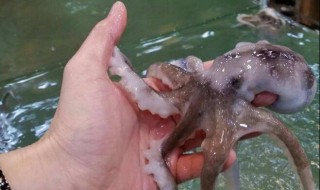 钓八爪鱼用什么样的钓 用什么食物作钓