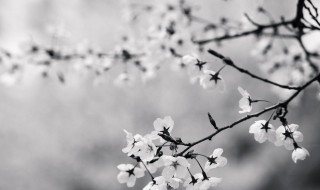 八个字的唯美句子 给大家分享这几句