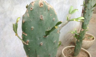 火龙果嫁接蟹爪兰时间 大家可以了解一下