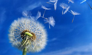 怎么去除蒲公英的苦味 方法介绍给大家