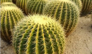 什么仙人掌适合家养 比较好养活