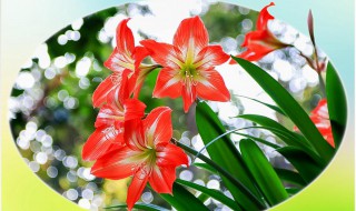 朱顶红怎样放冰箱冷藏 这么收藏明年开花更鲜艳