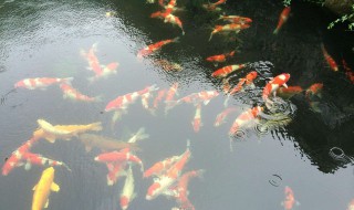 鱼池过滤原理 一起来了解一下