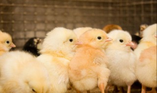 怎样区别公鸡和母鸡苗 这种做法可靠吗