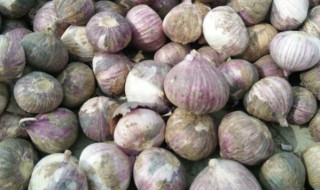 怎样种植蒜出苗好 要按照以下步骤操作