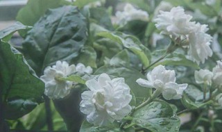北方茉莉冬天怎么养 你是这样养的吗