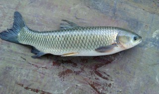 吃过草鱼后能喝酸奶吗 下面为大家解答