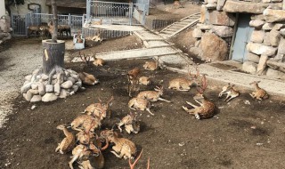 青岛野生动物园附近的饭店 超方便