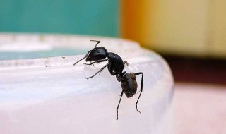 屋里蚂蚁怎么弄死 家里的蚂蚁怎么弄死