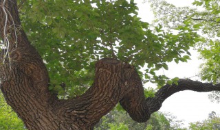 降龙木的作用 一起来看看