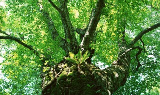 描写树木花草的句子 大家可以看一看