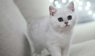 银渐层的优缺点 快来了解一下