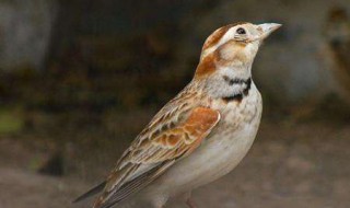 百灵鸟几年最好 一般寿命多少