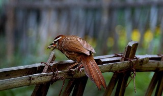 挑选斗画眉鸟的绝招 可以一眼看出好坏
