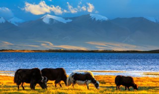 牦牛养殖方法 牦牛养殖的注意事项