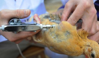 鸡新城疫苗几天见效 鸡新城疫苗几天能起到保护