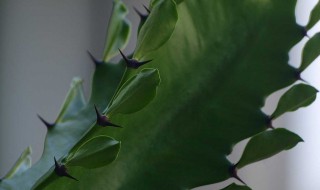 什么人不适合养龙骨花 你有所了解吗？