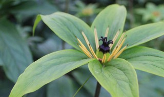 草河车的功效与作用 有哪些？