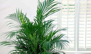 散尾竹的养殖方法和注意事项 你了解多少？