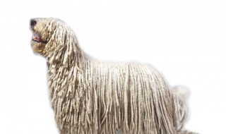 可蒙犬饲养方法 你需要的饲养知识都在这里