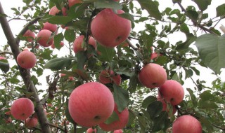 19年秋天苹果收购价 涨价了吗