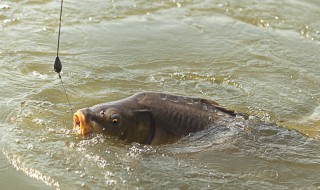 秋冬野钓用什么饵料 秋冬季节钓鱼用什么饵料?